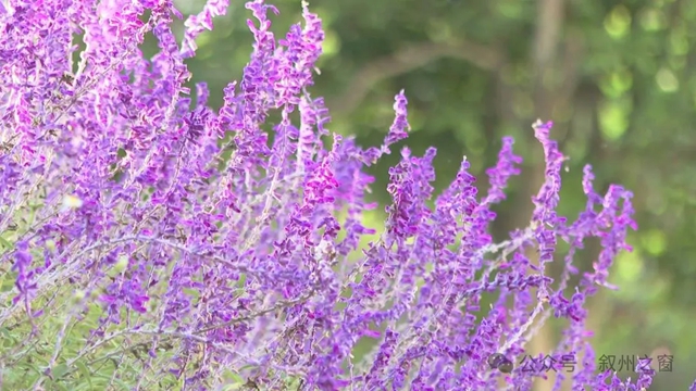 宜宾市口袋公园持续“上新”(图4) y4.jpg