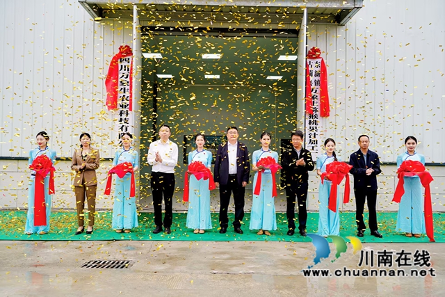 万亩猕园挂满“金果果”!古蔺县第四届猕猴桃丰收季启幕,党建引领绘就乡村振兴新图景(图4) 4.jpg