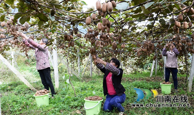 万亩猕园挂满“金果果”!古蔺县第四届猕猴桃丰收季启幕,党建引领绘就乡村振兴新图景(图23) 23.jpg