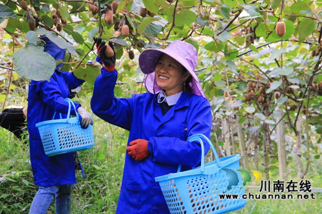 万亩猕园挂满“金果果”!古蔺县第四届猕猴桃丰收季启幕,党建引领绘就乡村振兴新图景(图22) 22.jpg