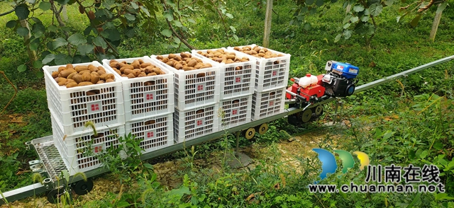 万亩猕园挂满“金果果”!古蔺县第四届猕猴桃丰收季启幕,党建引领绘就乡村振兴新图景(图25) 25.jpg