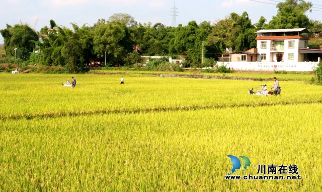 泸县潮河镇:政协委员深入田间 助力再生稻喜获丰收(图1) 田1.jpg