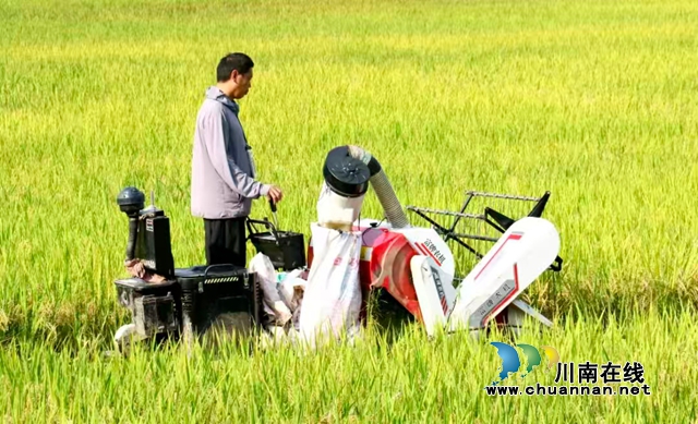 泸县潮河镇:政协委员深入田间 助力再生稻喜获丰收(图2) 田2.jpg