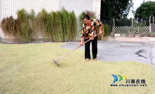 泸县潮河镇:政协委员深入田间 助力再生稻喜获丰收(图3) 田3.jpg