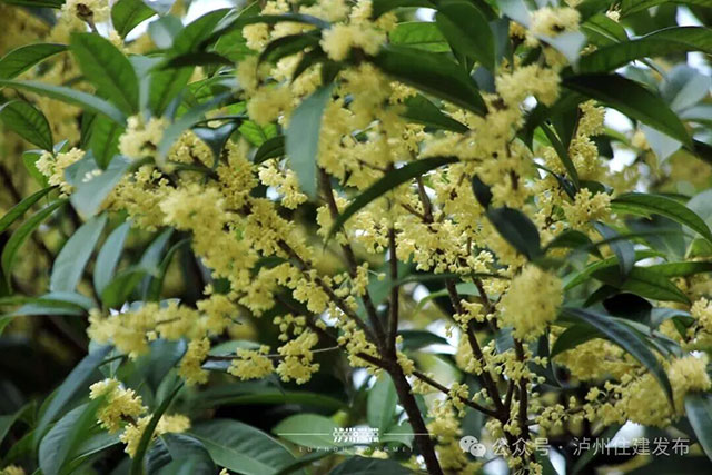 泸州的秋天,是闻出来的丨这期推送自带香气(图4) 4.jpg