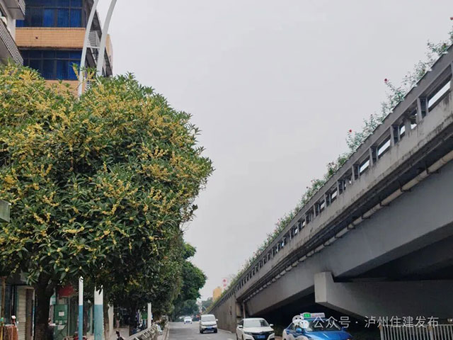 泸州的秋天,是闻出来的丨这期推送自带香气(图5) 5.jpg