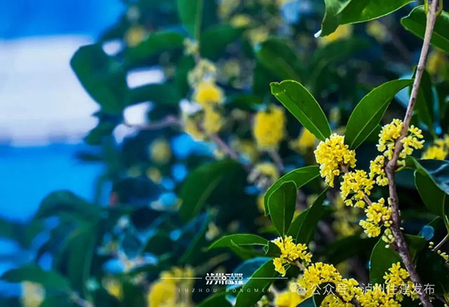 泸州的秋天,是闻出来的丨这期推送自带香气(图2) 2.jpg