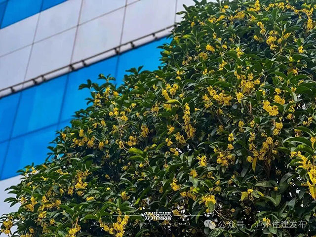 泸州的秋天,是闻出来的丨这期推送自带香气(图3) 3.jpg