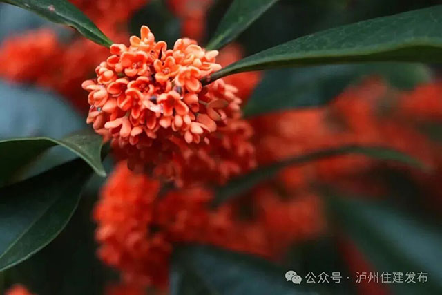 泸州的秋天,是闻出来的丨这期推送自带香气(图8) 8.jpg