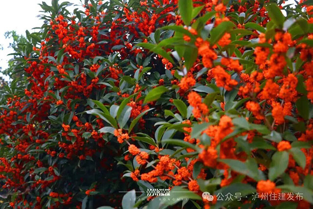 泸州的秋天,是闻出来的丨这期推送自带香气(图7) 7.jpg