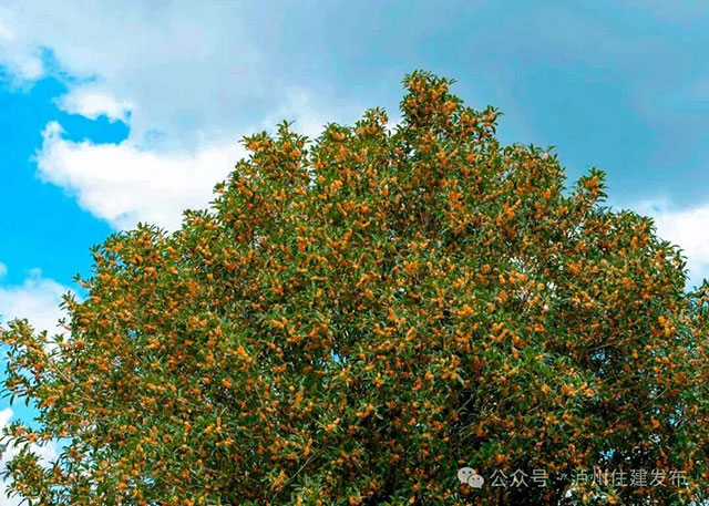 泸州的秋天,是闻出来的丨这期推送自带香气(图9) 9.jpg