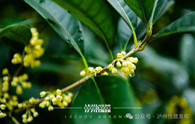 泸州的秋天,是闻出来的丨这期推送自带香气(图11) 11.jpg