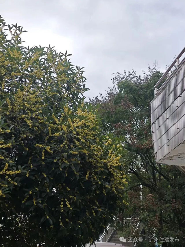 泸州的秋天,是闻出来的丨这期推送自带香气(图10) 10.jpg