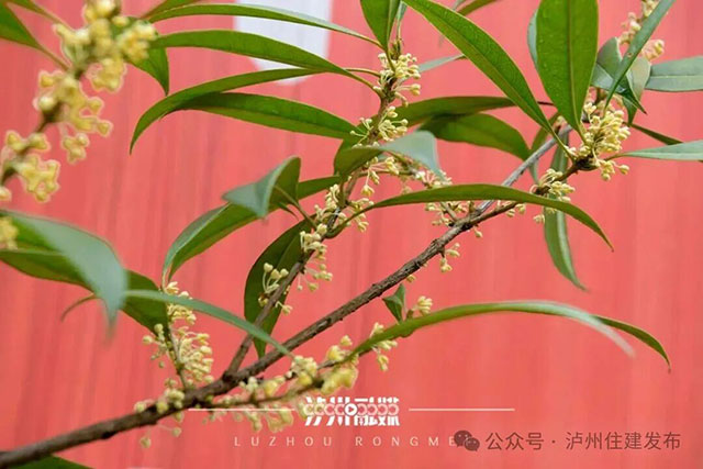 泸州的秋天,是闻出来的丨这期推送自带香气(图13) 13.jpg