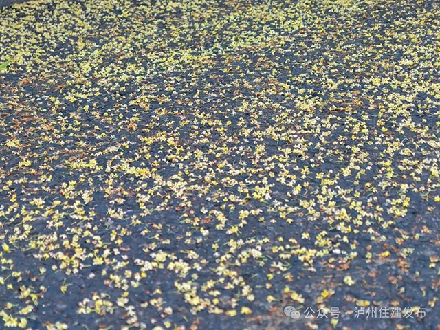 泸州的秋天,是闻出来的丨这期推送自带香气(图14) 14.jpg