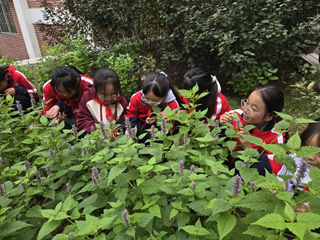 泸县喻寺镇喻寺中心小学校:敲一敲,把草药“种”在帆布上!(图2) 2.jpg