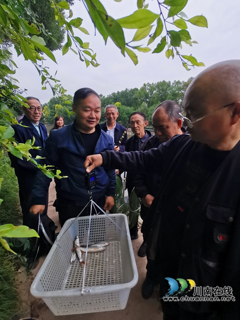 泸县举办2025年秋季全民健身老年人钓鱼比赛(图4) 称重报战绩2.jpg
