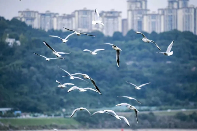 泸州:红嘴鸥回来啦!东门口约起(图1) 1.jpg