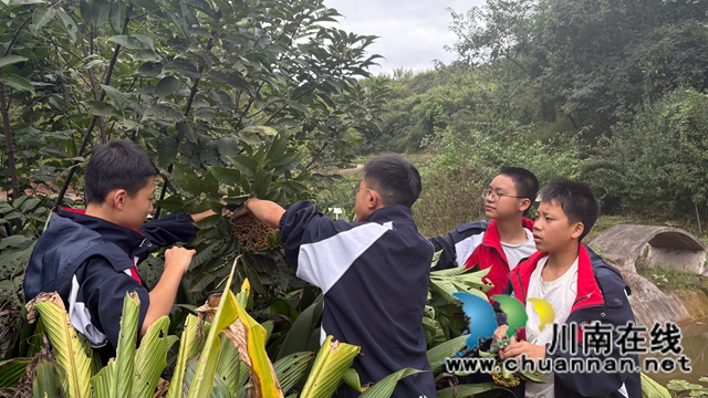 一堂跨越千年的劳动课——纳溪护国中学学子寻茱记:让传统文化“飘香”重阳(图1) 微信图片_20251029100747.jpg