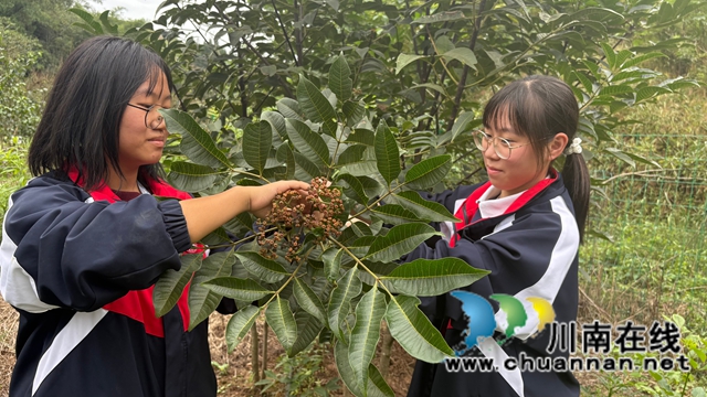 一堂跨越千年的劳动课——纳溪护国中学学子寻茱记:让传统文化“飘香”重阳(图4) 微信图片_20251029100756.jpg
