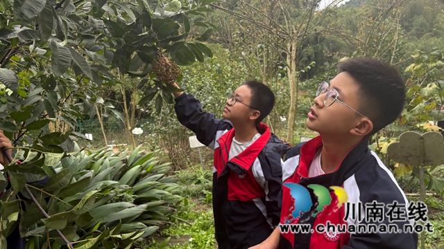 一堂跨越千年的劳动课——纳溪护国中学学子寻茱记:让传统文化“飘香”重阳(图5) 微信图片_20251029100843.jpg