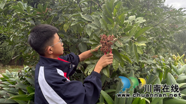 一堂跨越千年的劳动课——纳溪护国中学学子寻茱记:让传统文化“飘香”重阳(图6) 微信图片_20251029100850.jpg