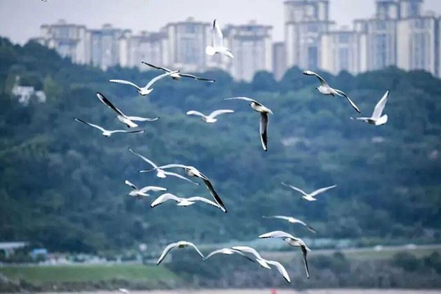 泸州“红嘴鸥主理人”招募中！快来报名解锁今年秋冬最浪漫的事！