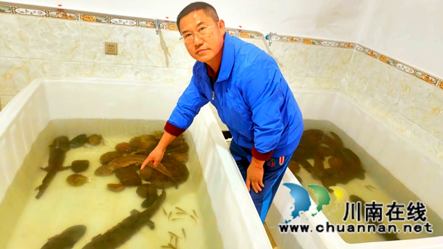 纳溪：村支书地下室养娃娃鱼“䠀”增收新路径