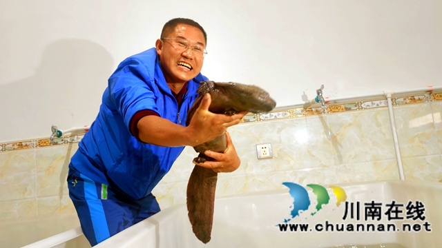 纳溪:村支书地下室养娃娃鱼“䠀”增收新路径(图2) 图2:钟传杰成功养殖的娃娃鱼.jpg