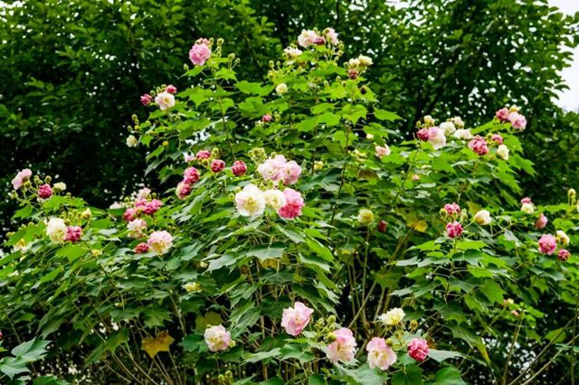 泸州：坐公交去赏那盛开的木芙蓉