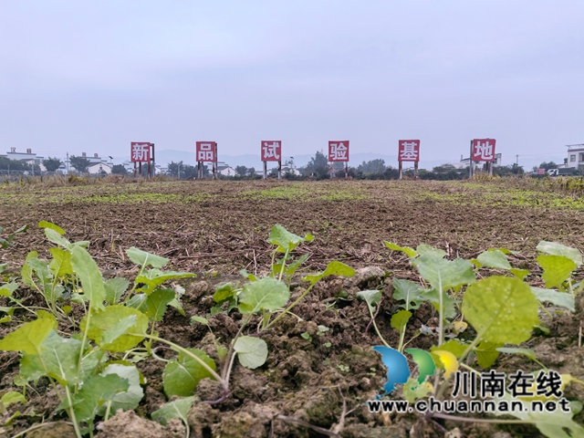 泸县：冬闲田披绿装  26万亩油菜移栽正当时