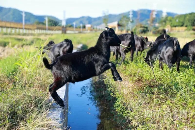围绕“一只羊”，内江正在做“大文章”