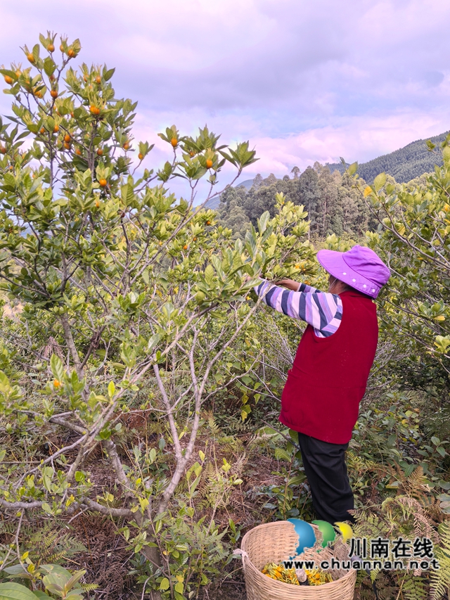 秋风起 栀子黄｜泸县福集镇石鸭滩村黄桅子结出幸福果