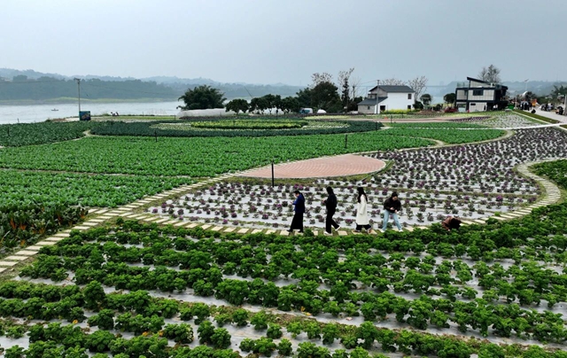 千亩园区搭台 文旅商融合唱戏|泸天化九禾探索乡村振兴新路径(图4) 化4.jpg