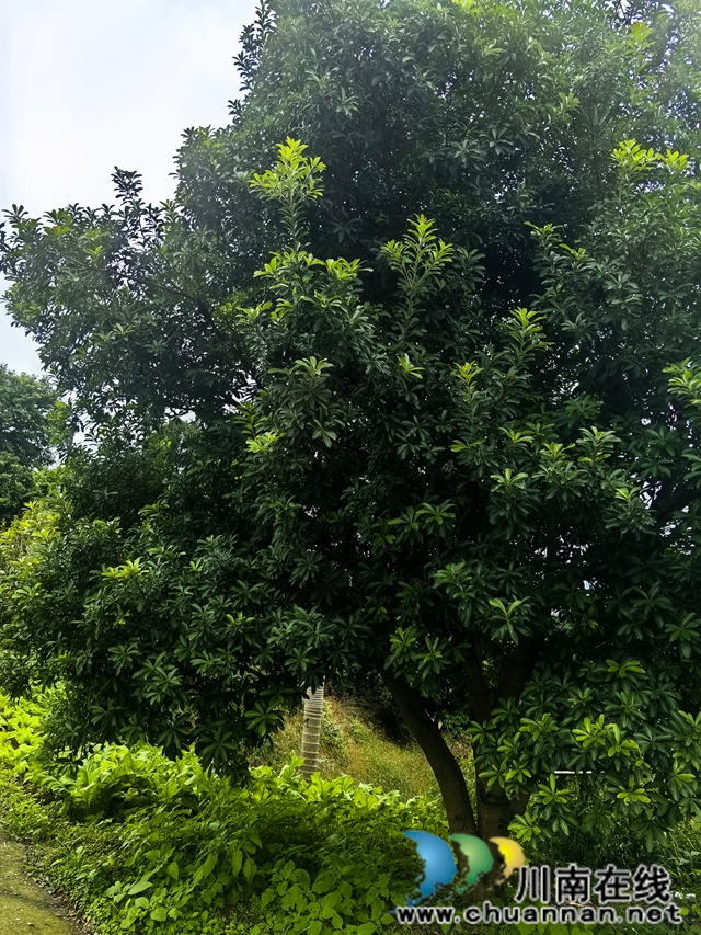 记者节·小寨的丰盈(图3) 4.jpg