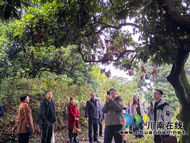 在百年荔枝园采风（曾佐然摄）.jpg