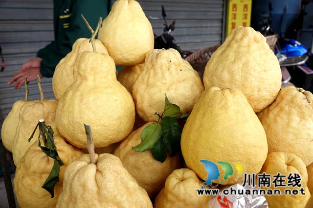 古蔺县永乐街道:老山蜜柚“嫁”给真龙柚 甜蜜升级(图2) 乐2.jpg