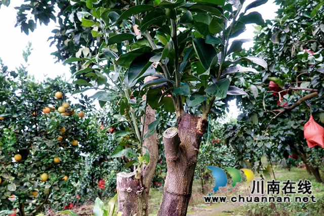 古蔺县永乐街道:老山蜜柚“嫁”给真龙柚 甜蜜升级(图3) 乐3.jpg