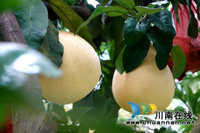 古蔺县永乐街道:老山蜜柚“嫁”给真龙柚 甜蜜升级(图4) 乐4.jpg