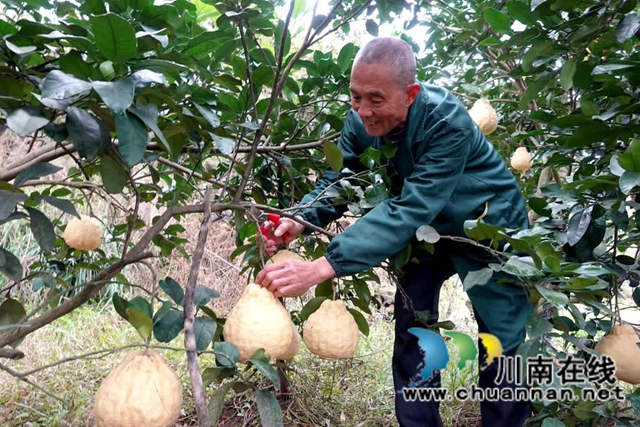 古蔺县永乐街道:老山蜜柚“嫁”给真龙柚 甜蜜升级(图5) 乐5.jpg