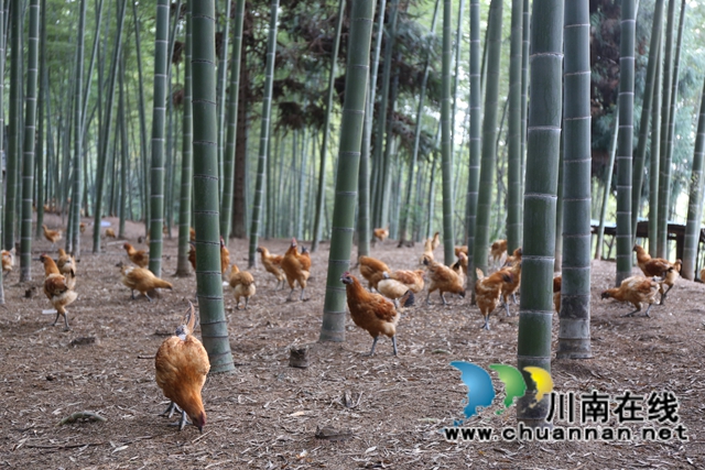 竹海生金绘答卷 生态赋能谱新篇|纳溪区林竹产业“十四五”发展纪实(图2) 2.jpg