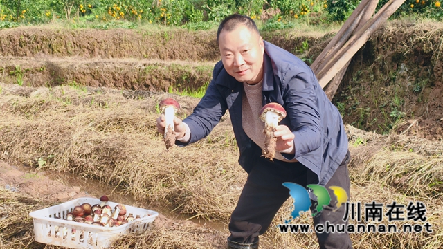 图2：村民展示采摘的赤松茸.jpg