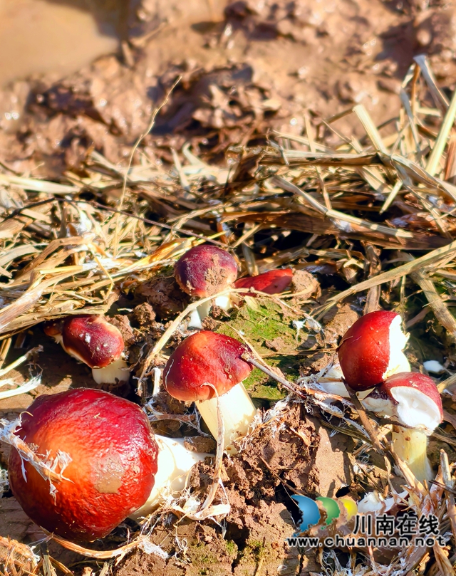 3：秸秆里长出营养丰富赤松茸.jpg