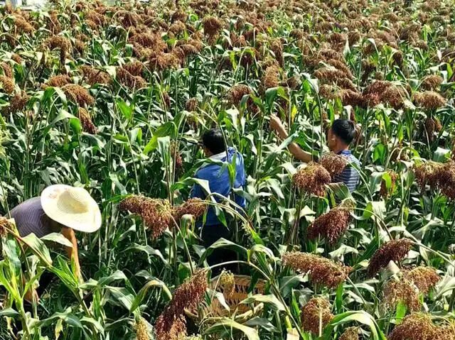 兑现收购款1.92亿元 古蔺县“订单高粱”映红乡村振兴路(图1) 高粱1.jpg