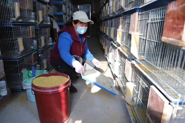 泸县天兴镇:小鹦鹉托起致富梦 特色养殖绘就振兴新篇(图2) 2.jpg