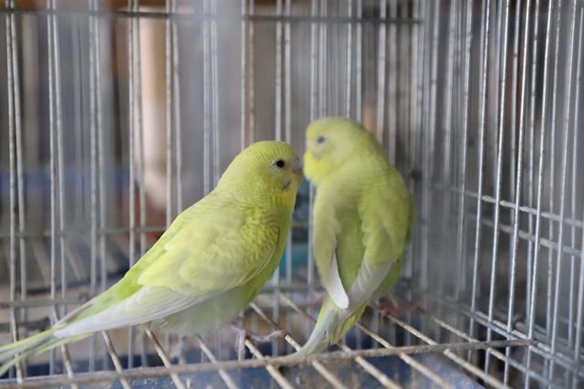 泸县天兴镇:小鹦鹉托起致富梦 特色养殖绘就振兴新篇(图5) 5.jpg