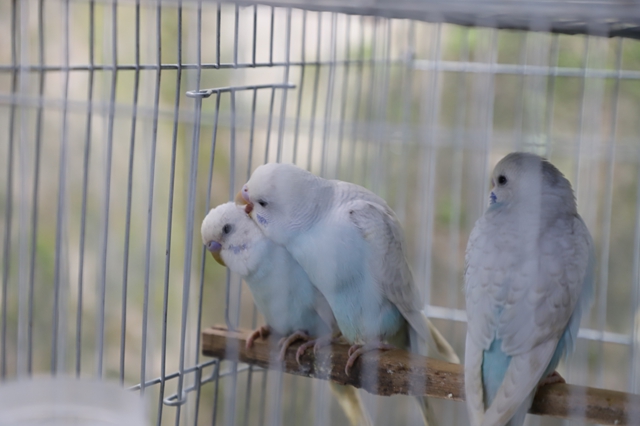 泸县天兴镇:小鹦鹉托起致富梦 特色养殖绘就振兴新篇(图6) 6.jpg