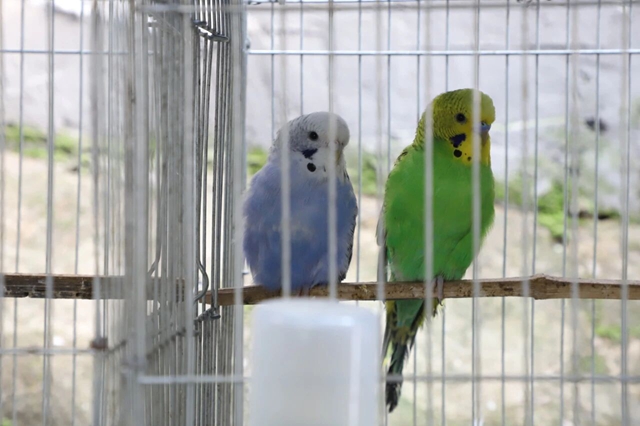 泸县天兴镇:小鹦鹉托起致富梦 特色养殖绘就振兴新篇(图7) 7.jpg