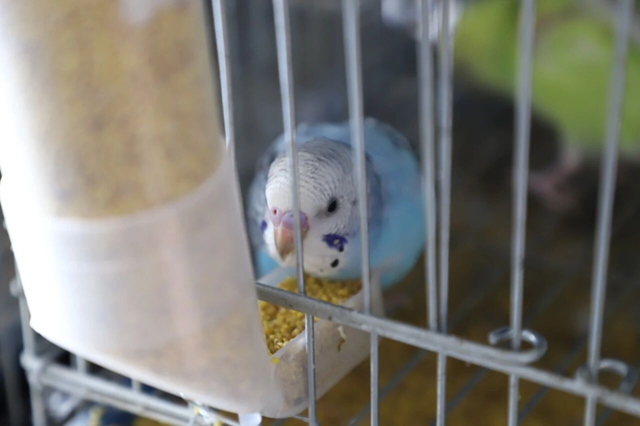 泸县天兴镇:小鹦鹉托起致富梦 特色养殖绘就振兴新篇(图8) 8.jpg