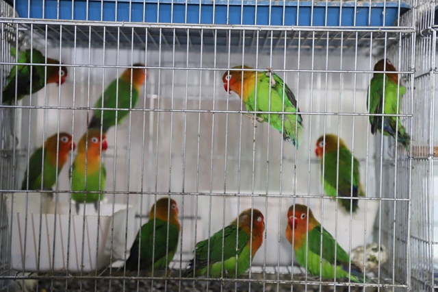 泸县天兴镇:小鹦鹉托起致富梦 特色养殖绘就振兴新篇(图9) 9.jpg